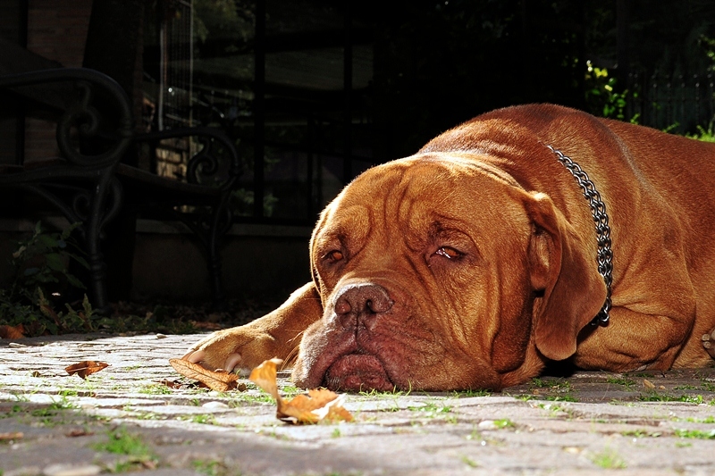 Dante si sta addormentando