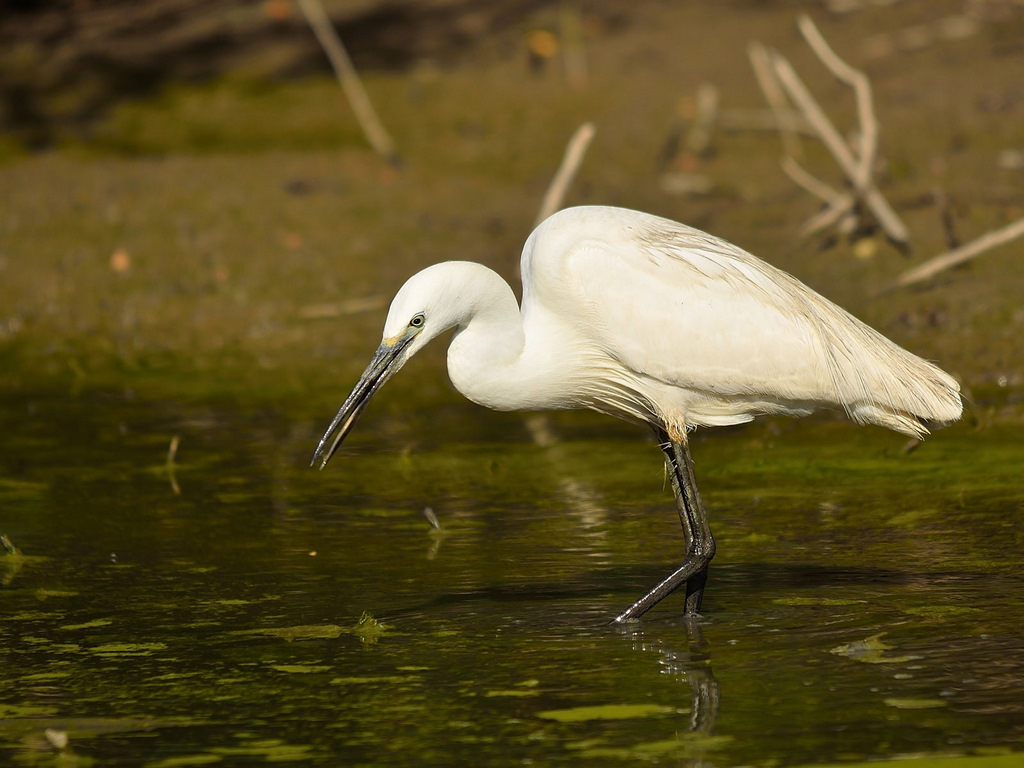 colazione a fucecchio