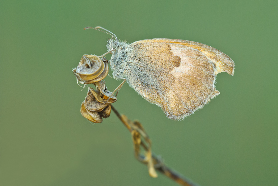Farfalle di fine stagione