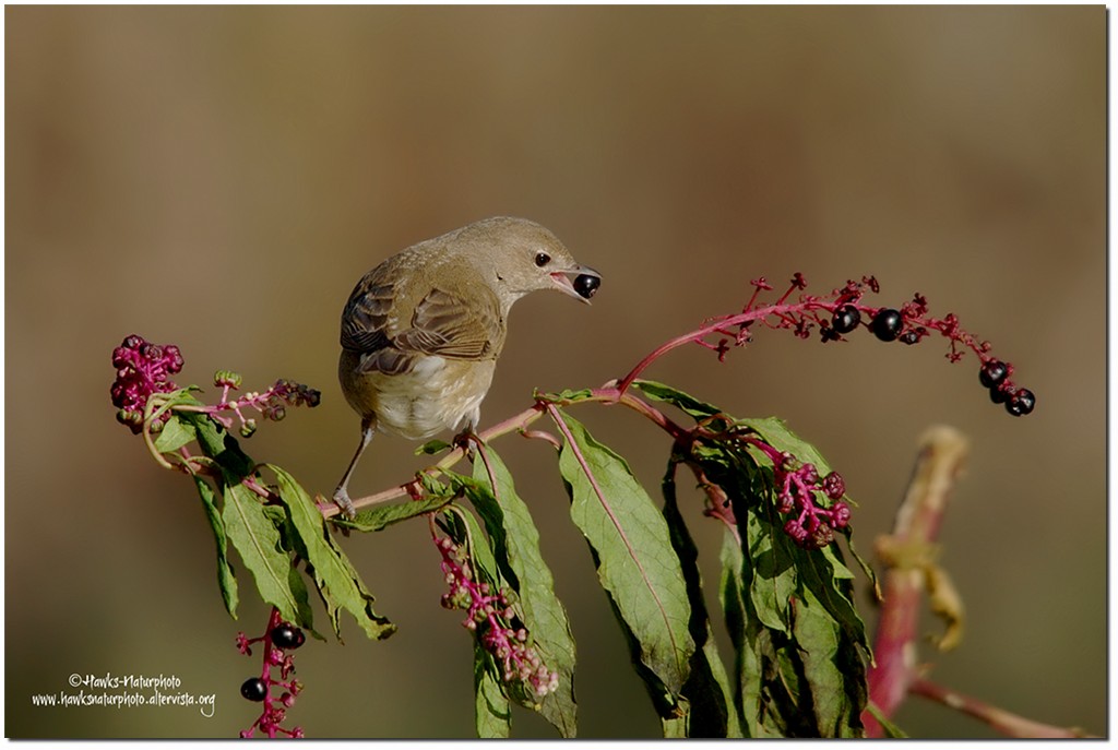 Beccafico(Sylvia borin)