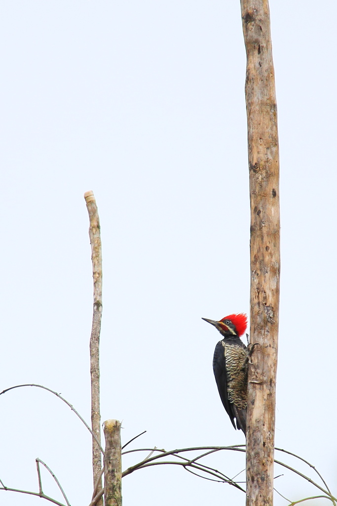 woody woodpecker