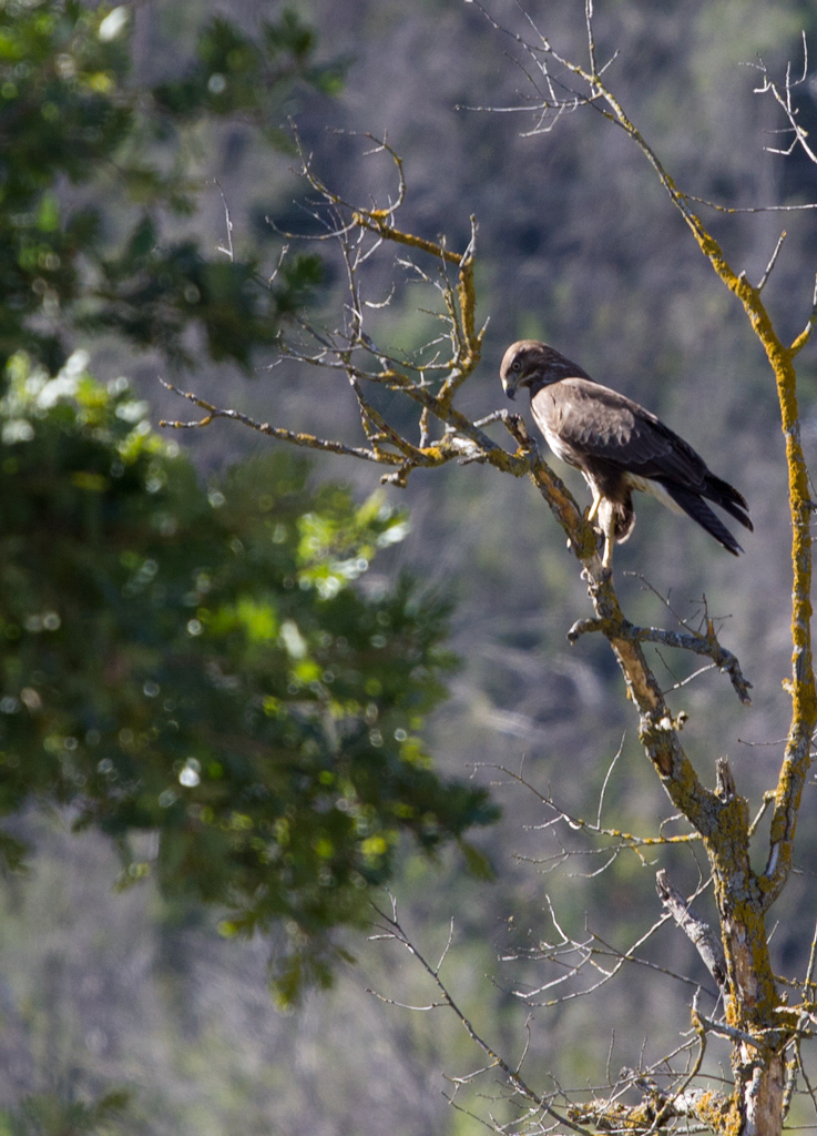 Poiana in attesa della sua preda