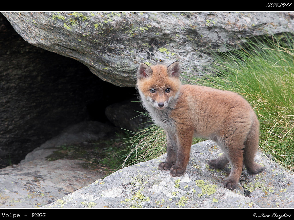 Volpe # 12