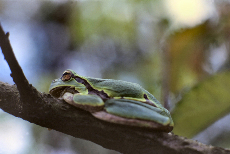 Hyla Arborea