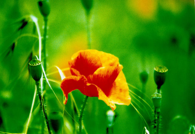 papaveri