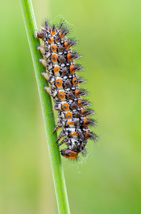 Quale farfalla diventer� ?