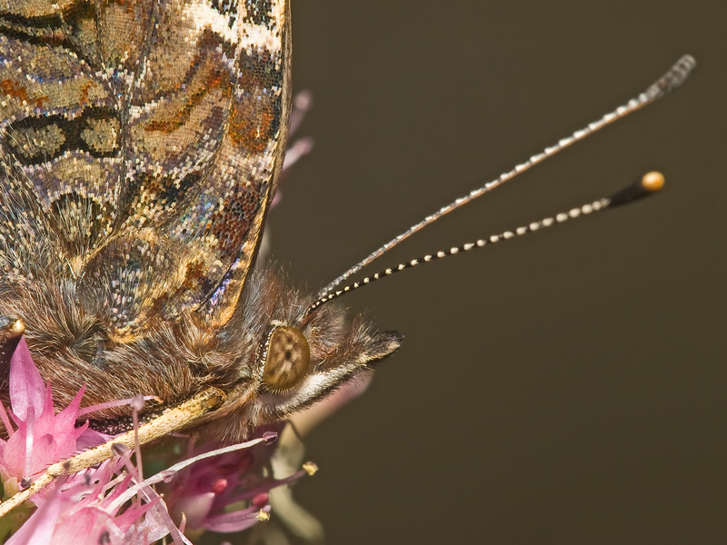 ...primissimo piano...