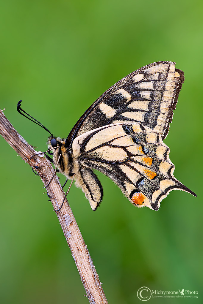 Papilio machaon Linnaeus, 1758