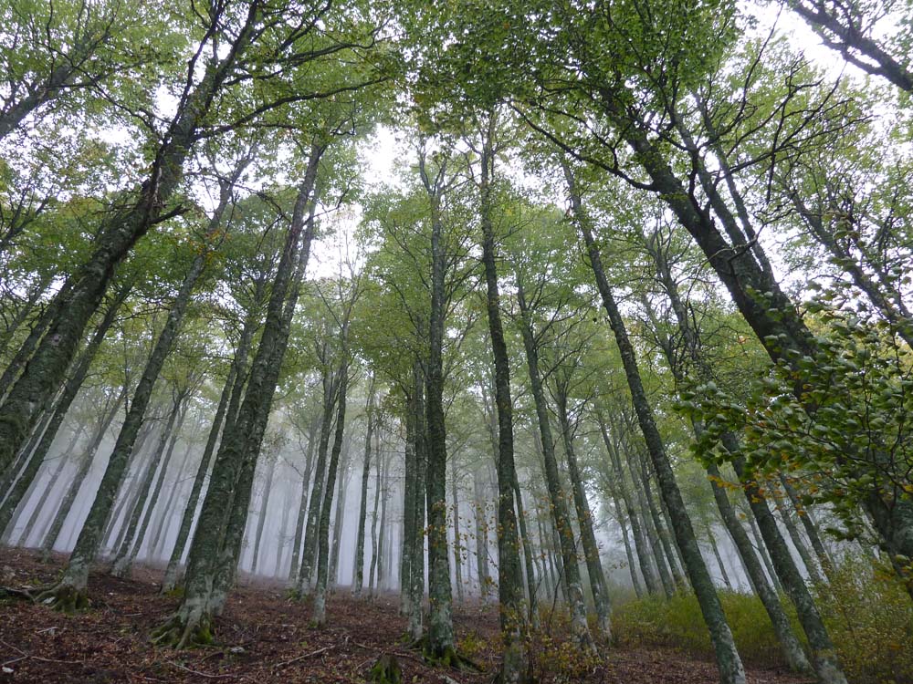Fotografia alberi pioppo