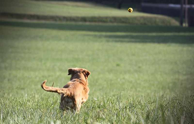 la ciapo la ciapo....