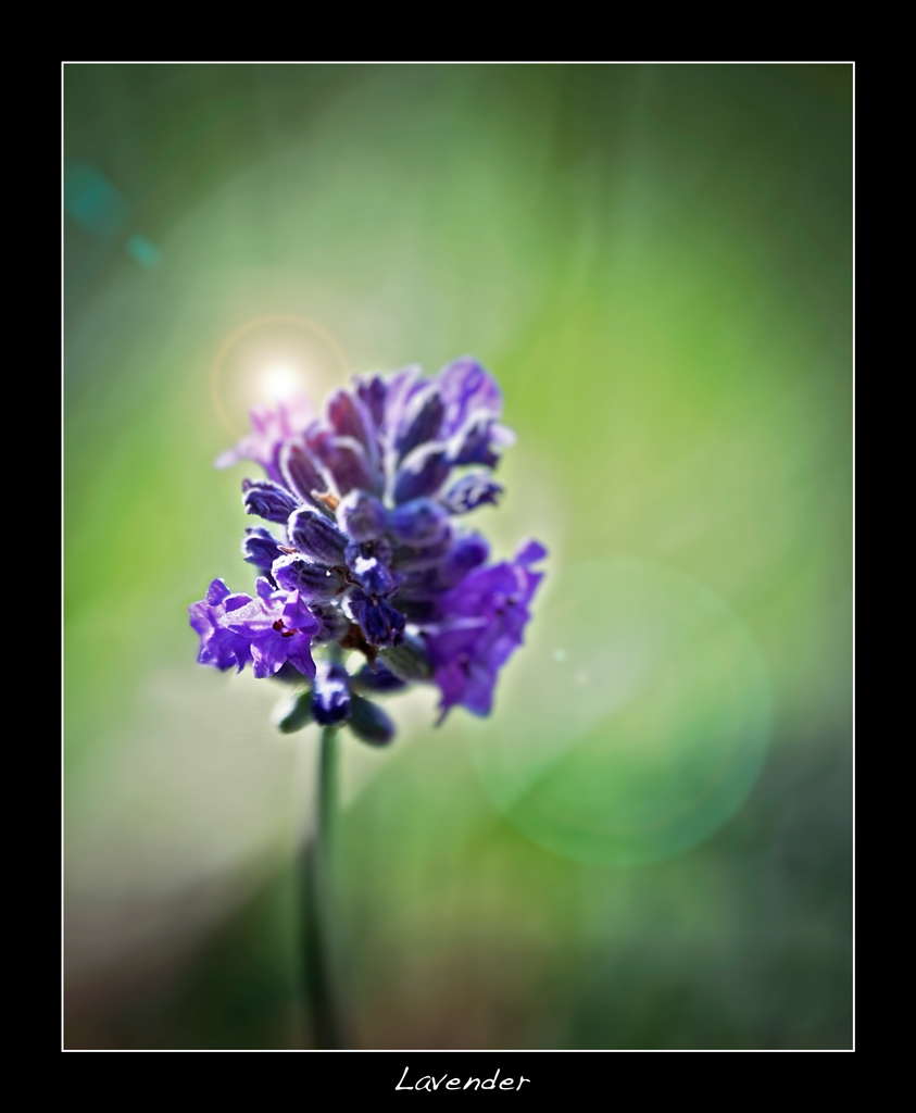 Lavanda