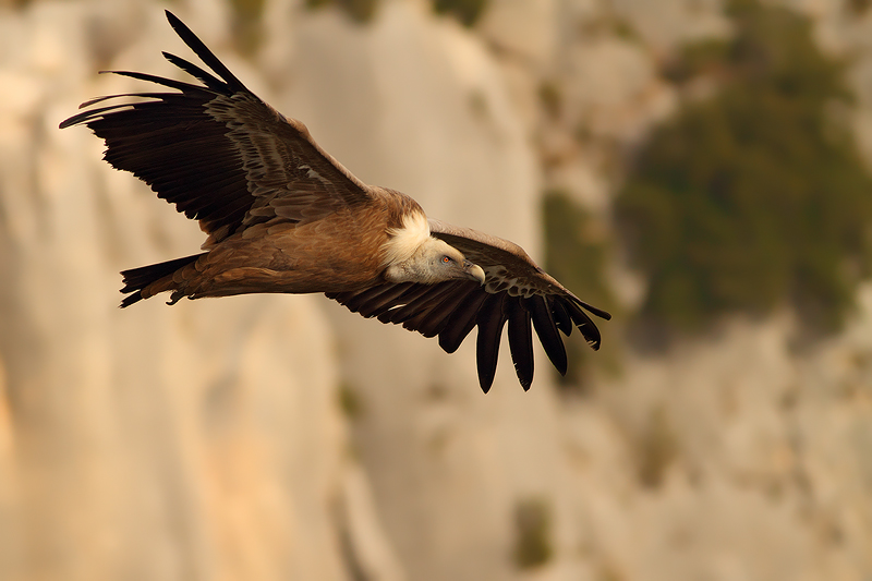 GRIFONE IN VERDON......