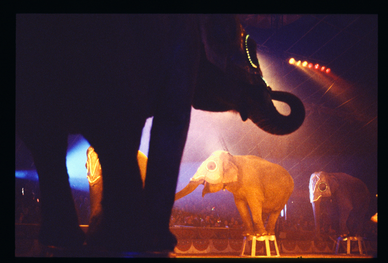 impressione circense - elefanti