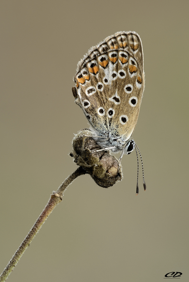 polyommatus icarus
