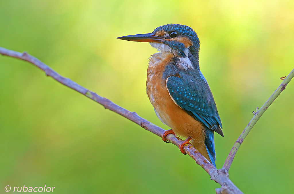 Una martina fra il colore