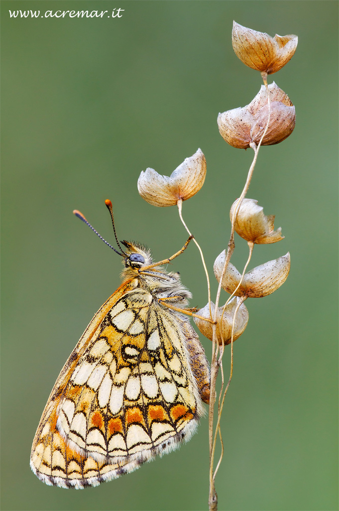 Melitaea al tramonto