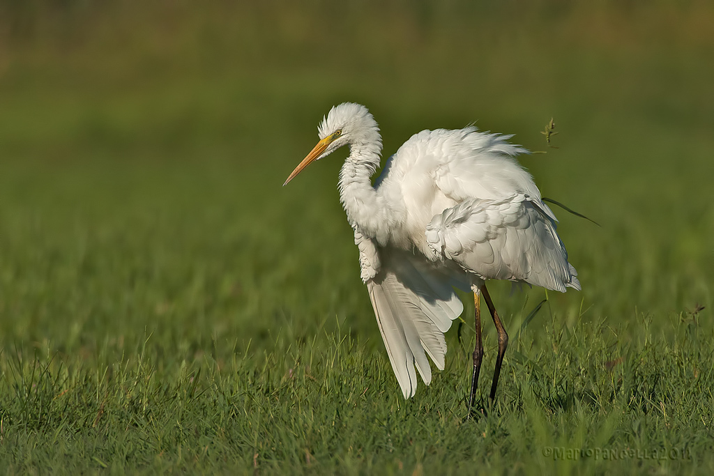 AIRONE BIANCO MAGGIORE
