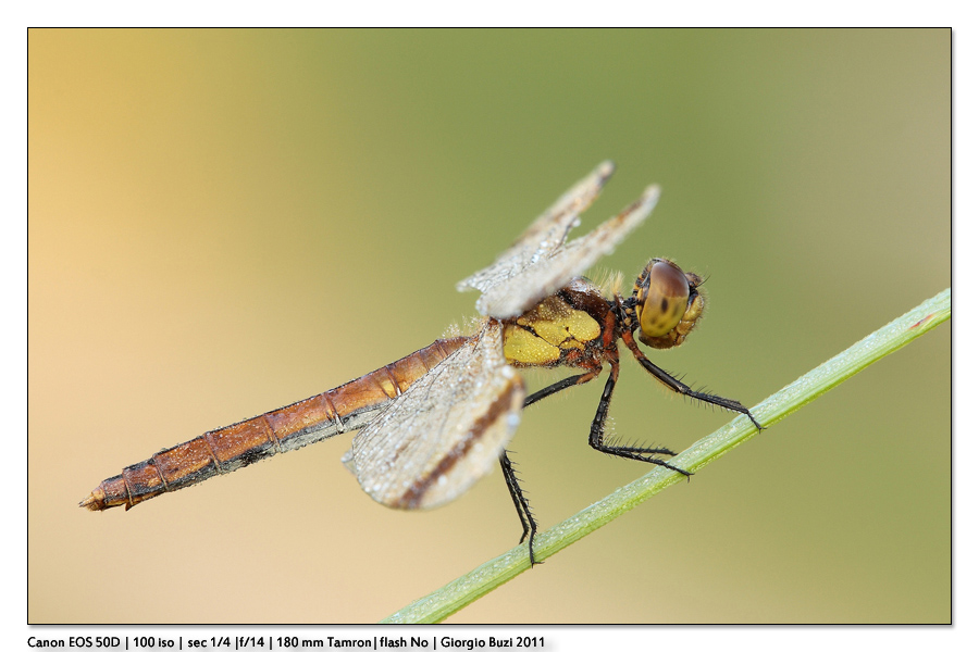 Sympetrum pedemontanum