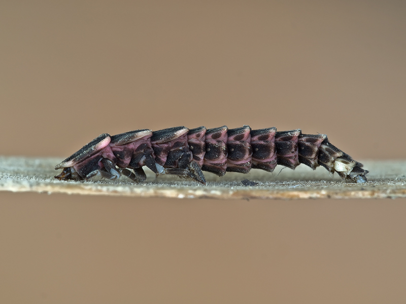 ...chissa' cos'�....