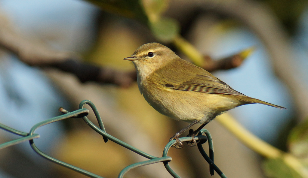 lu� Piccolo o Verde??