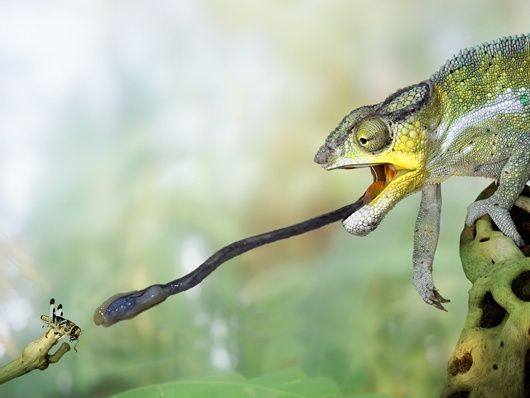 camaleonte