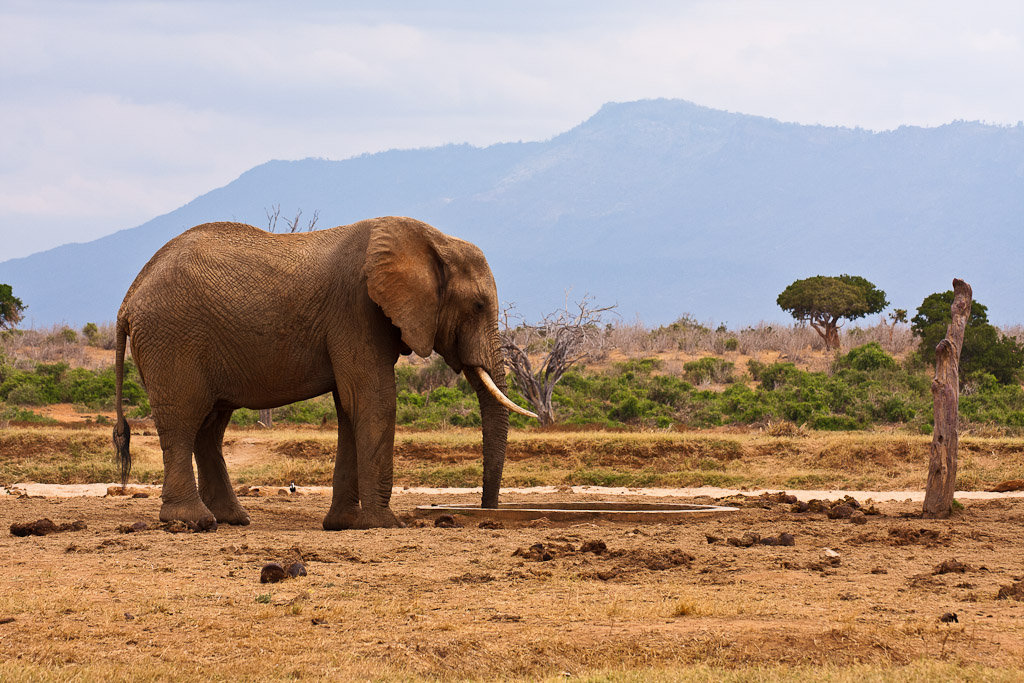 Geometrie nella Savana