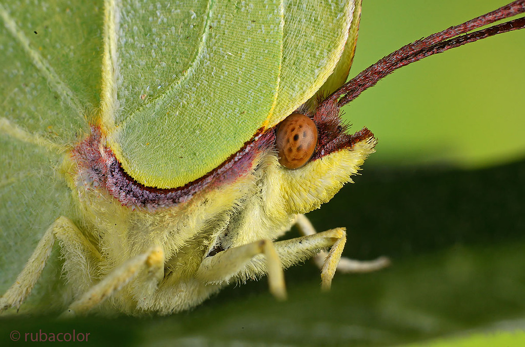 A tu per tu con la gonepteryx