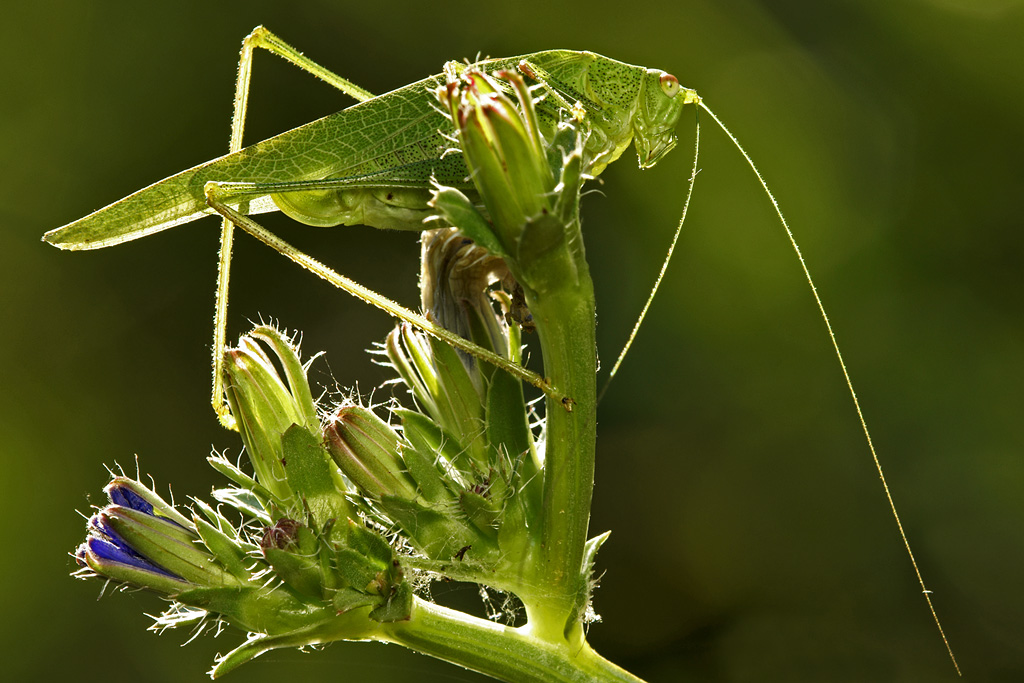 Controluce...con tettigonia