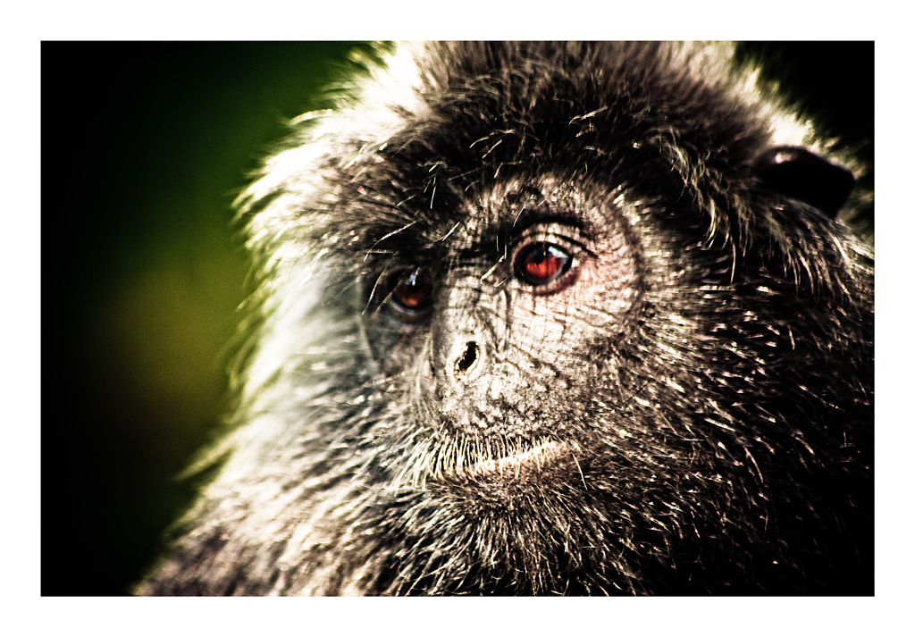 Il pianeta delle scimmie