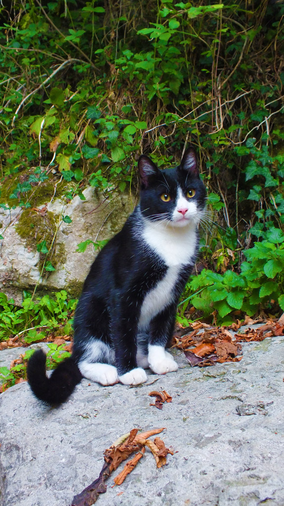 Gattino escursionista