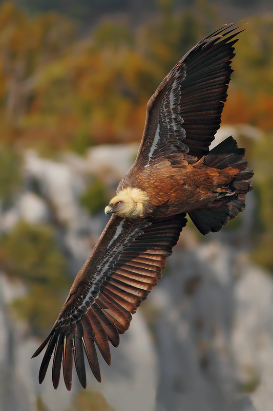 GRIFONE ANCH'IO..........