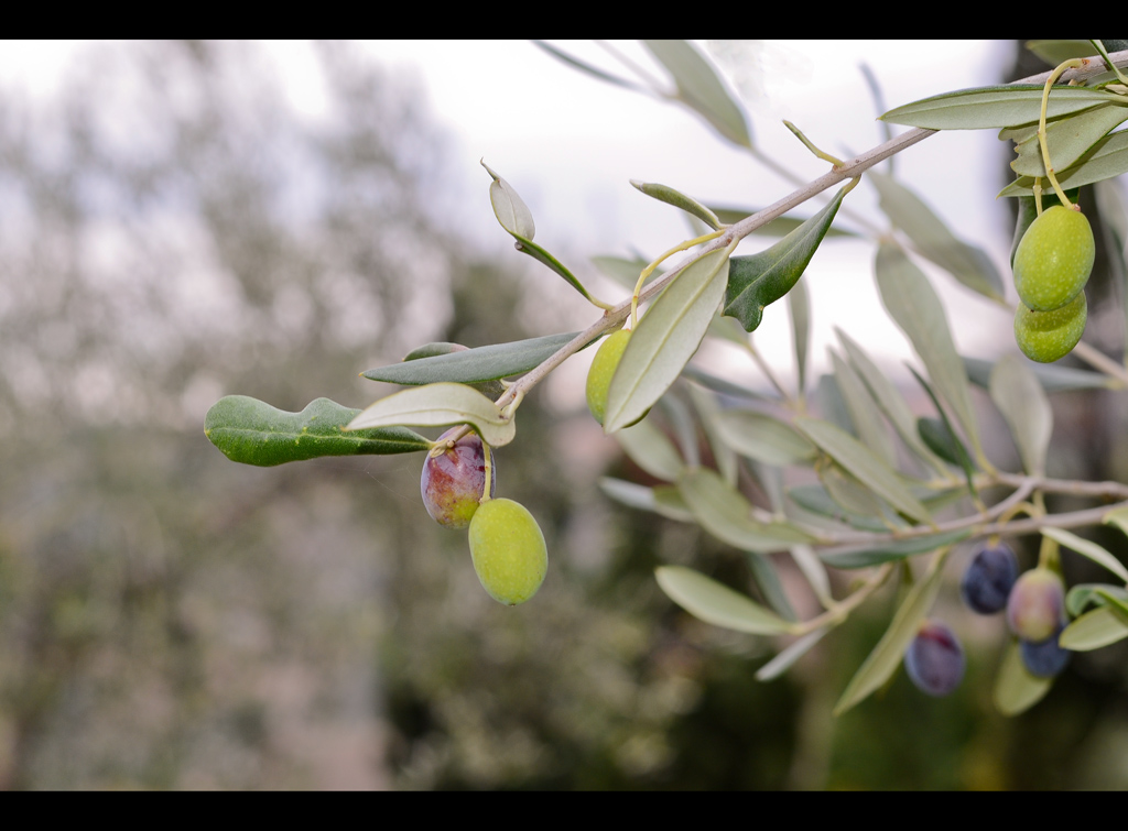 olive: si avvicina la raccolta