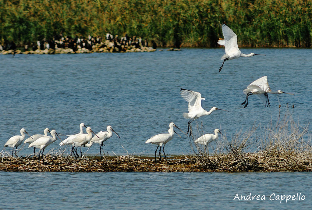 atterraggio su pista