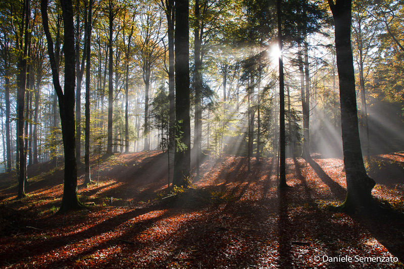 Alba tra i boschi...