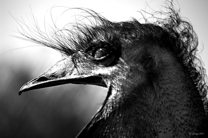 Gridando contro il cielo