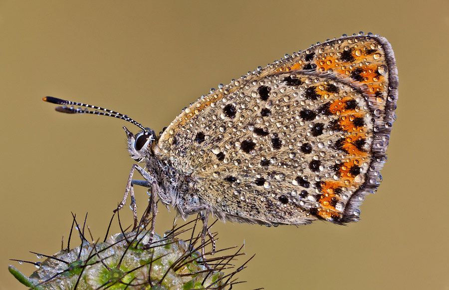 Lycaena tityrus