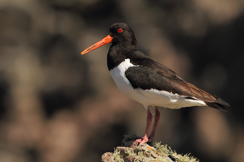 BECCACCIA IN POSA.......