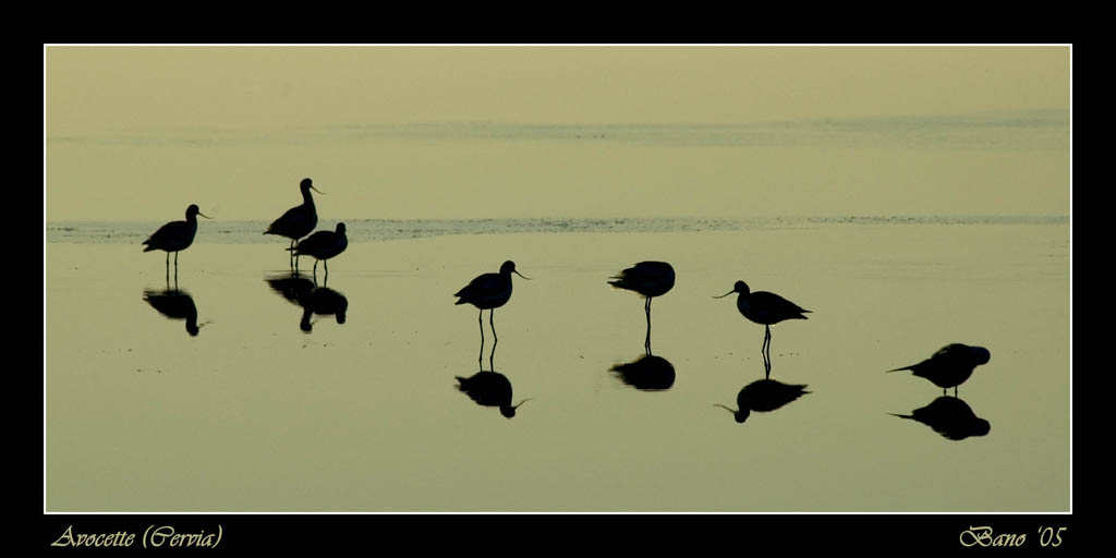 Avocette