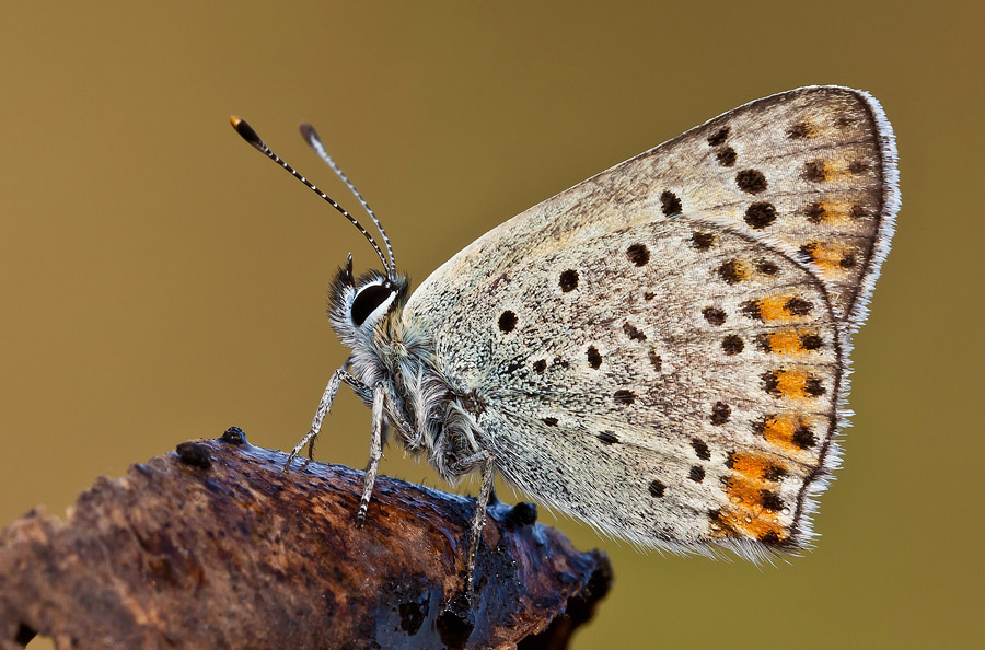 Lycaena tityrus