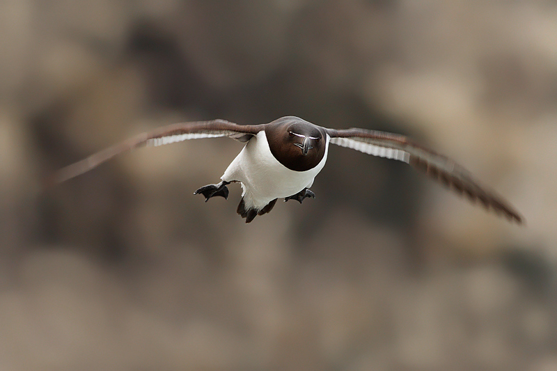 VELOCISSIMA.........