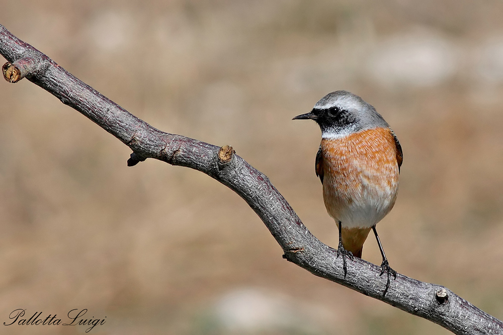 Codirosso (Phoenicurus phoenicurus)