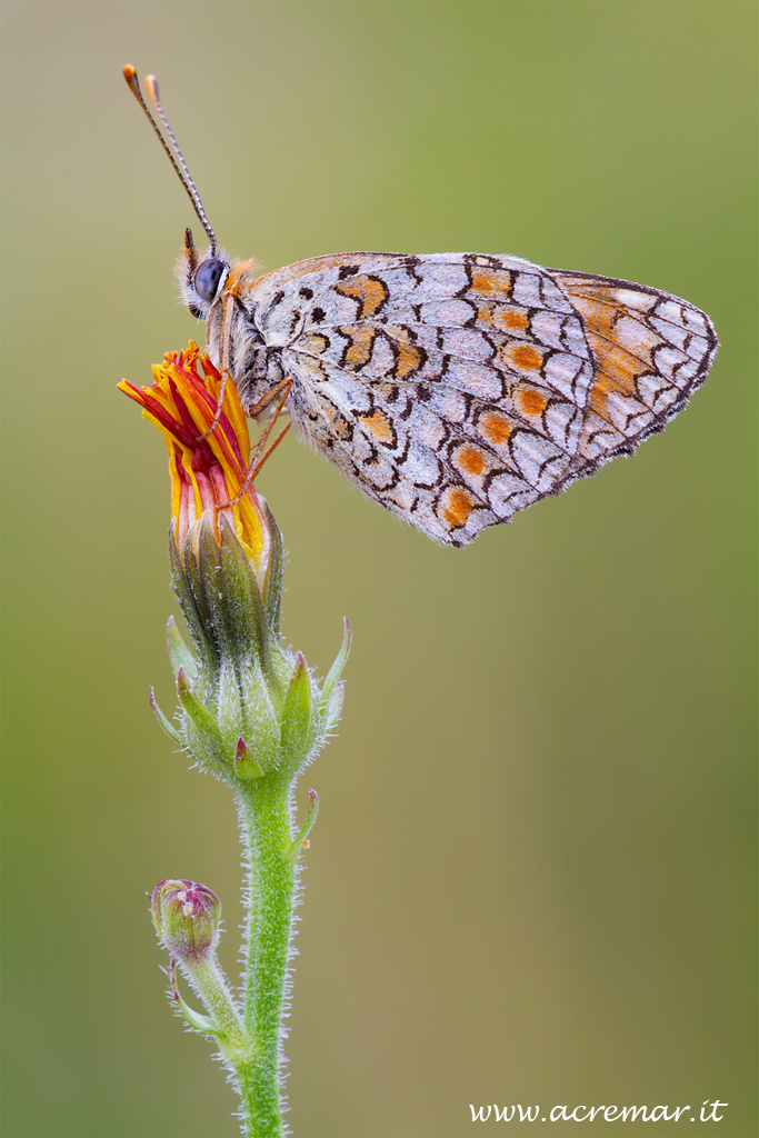 Melitaea phoebe