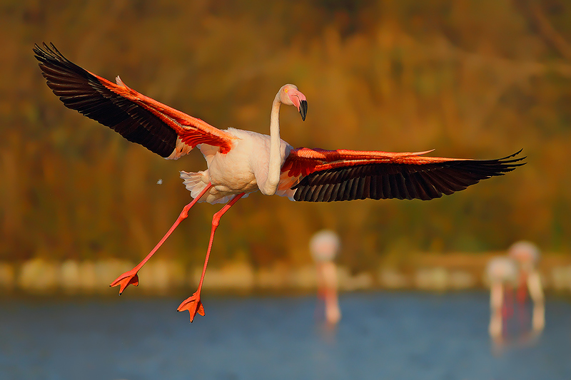 FLAMANT ALL'ATTERRAGGIO.......