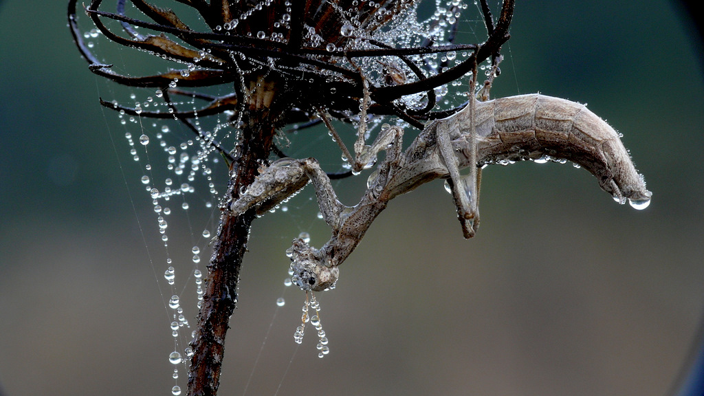 Mantide fra le perle