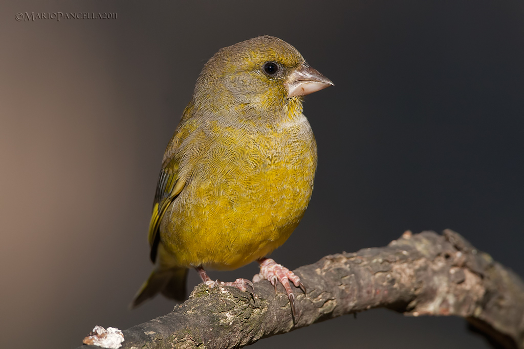 Verdone -Chloris chloris