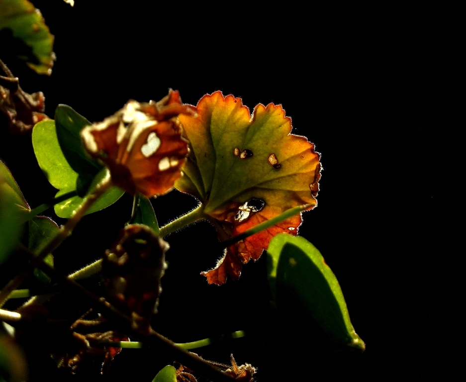 Foglia in controluce