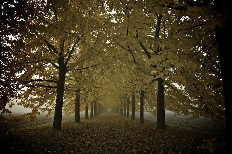 autunno nella campagna veneta 2