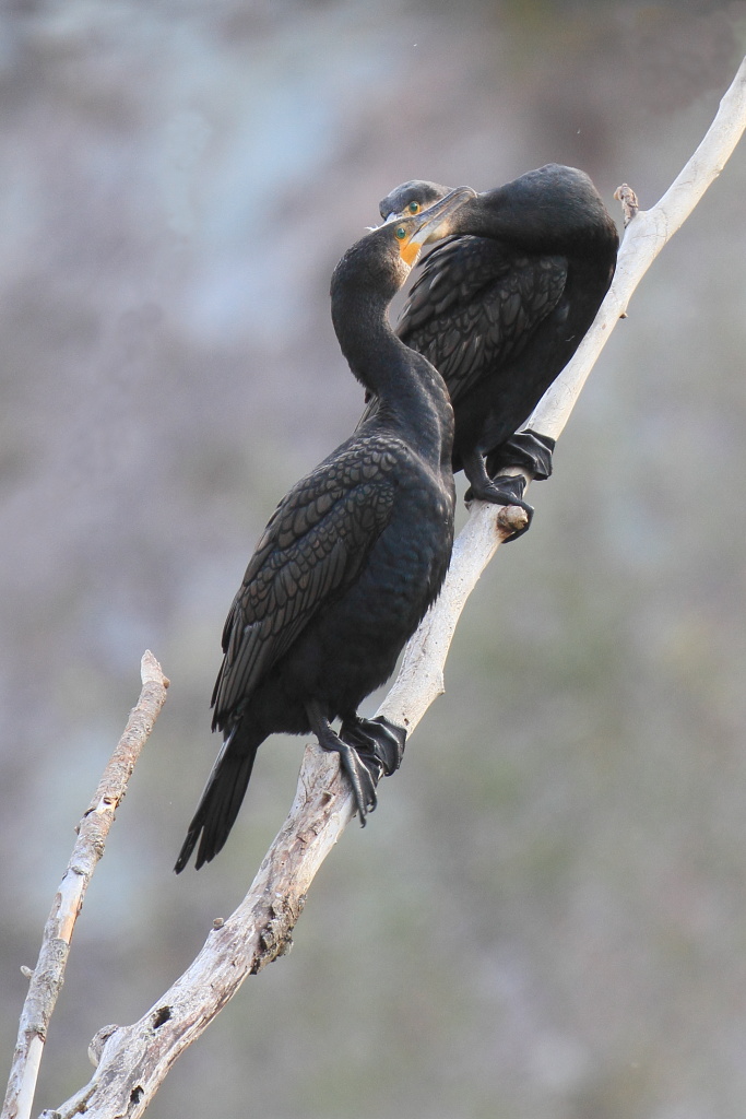 Cormorani