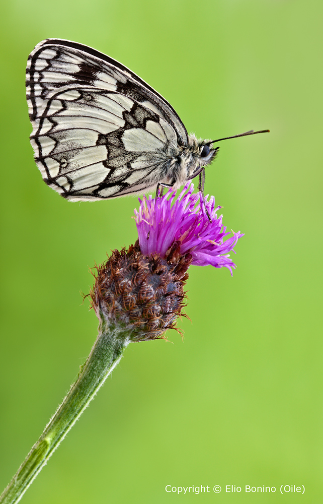 Melanargia galathea