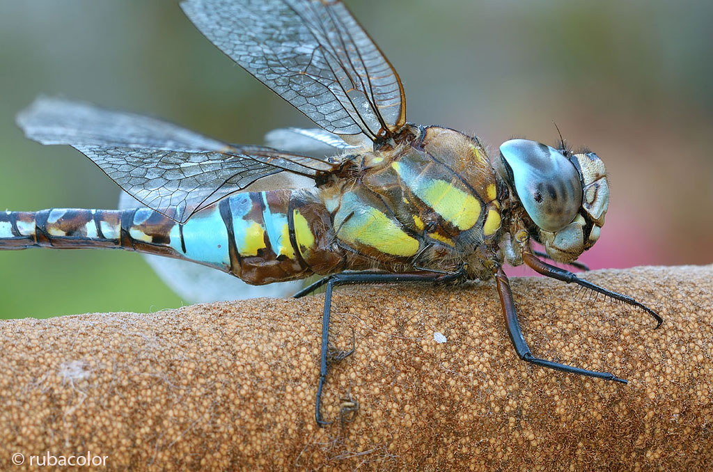 Il riposo del gigante alato 2